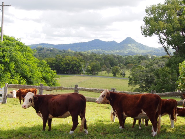 Cows and chincogan - credit Alison Ratcliffe
