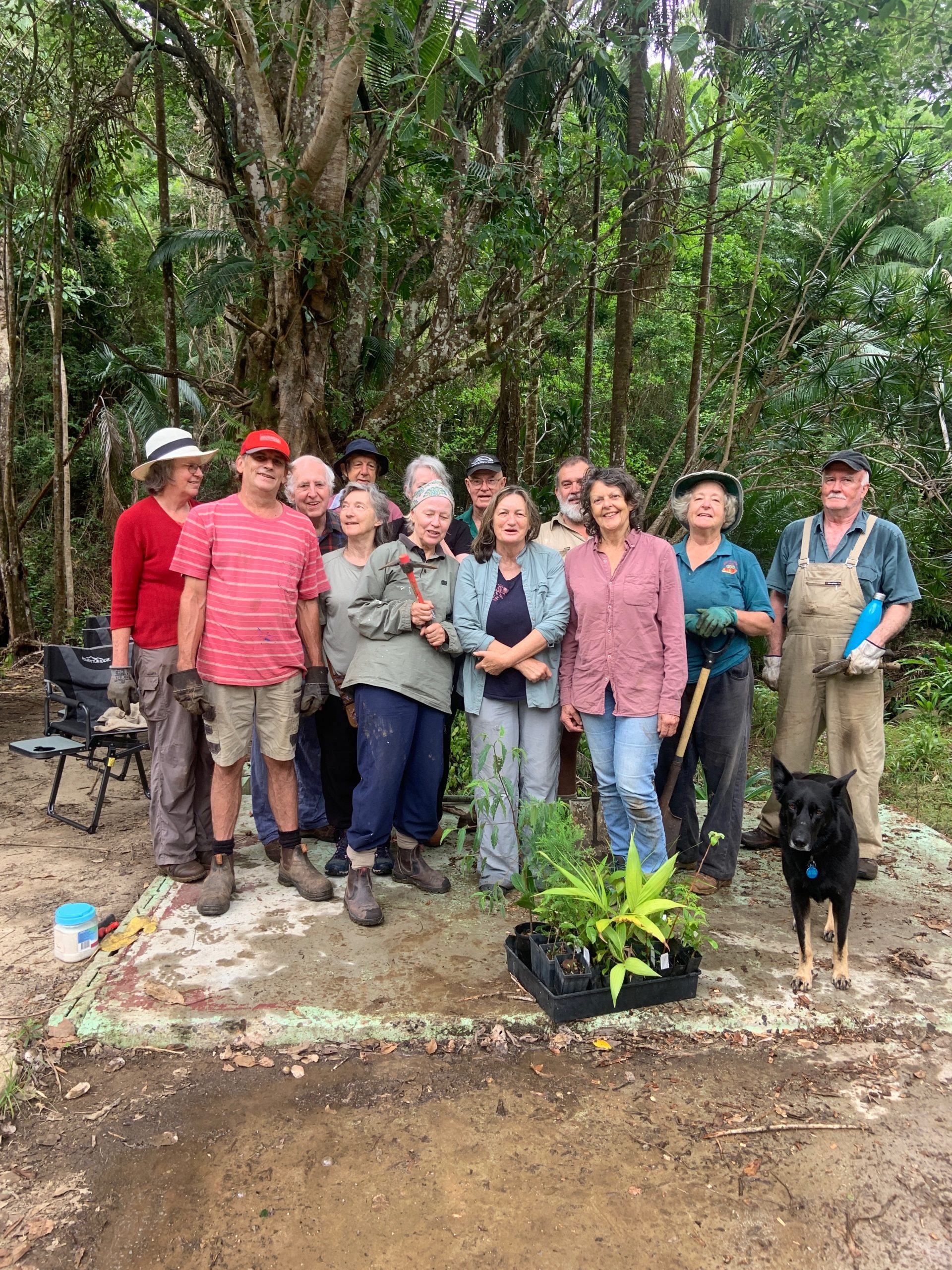 Back to the rain forest – 25 plus years of landcare life in Upper Mullumbimby Creek