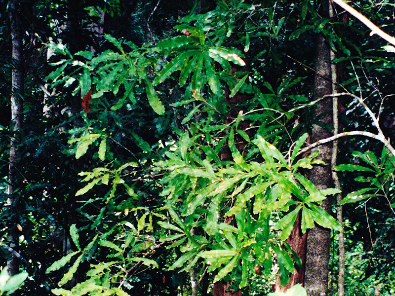 Mudgeeraba Boyton wild integ Macadamia