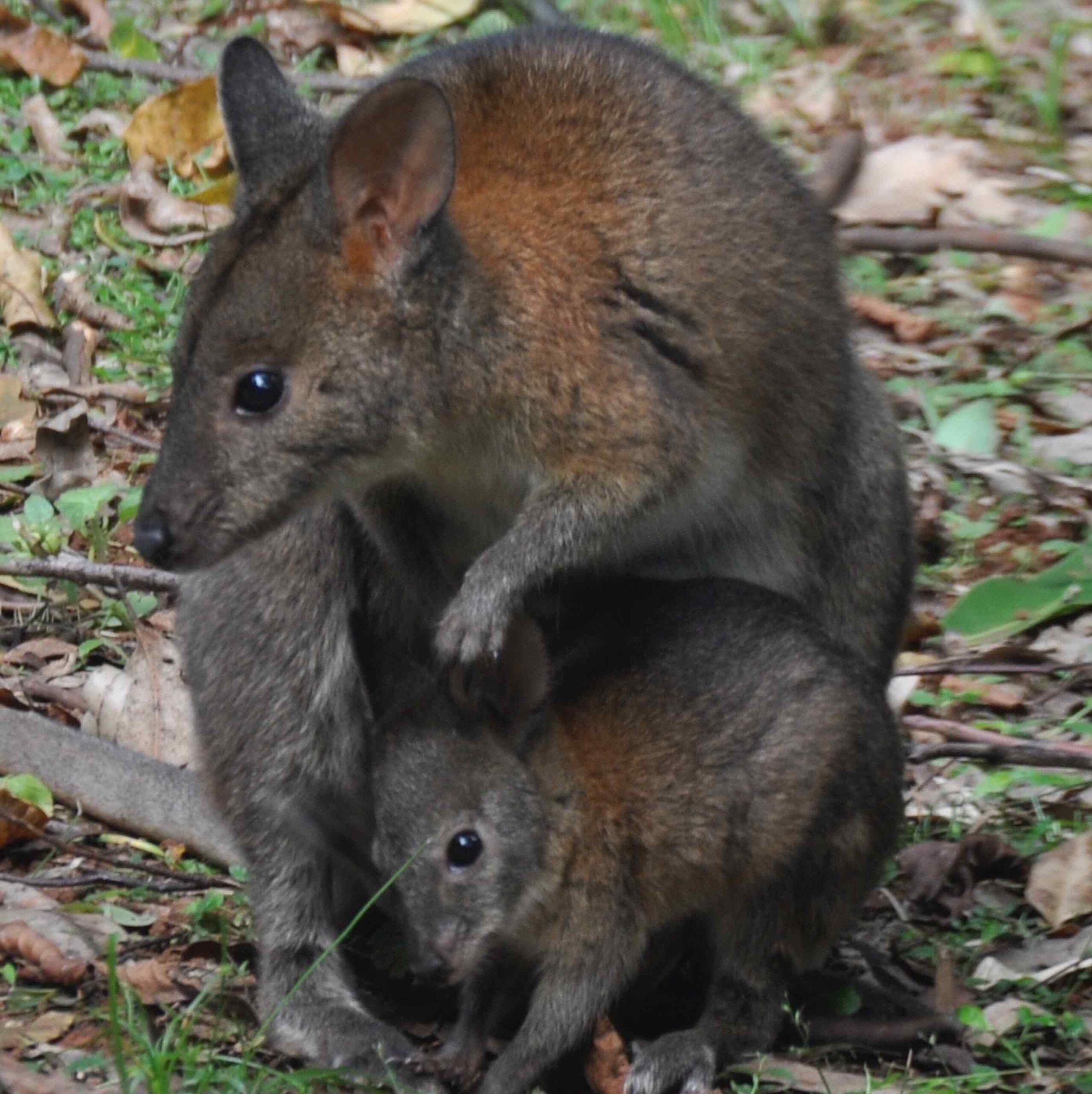Brunswick Valley Landscare Land For Wildlife 1 1 scaled
