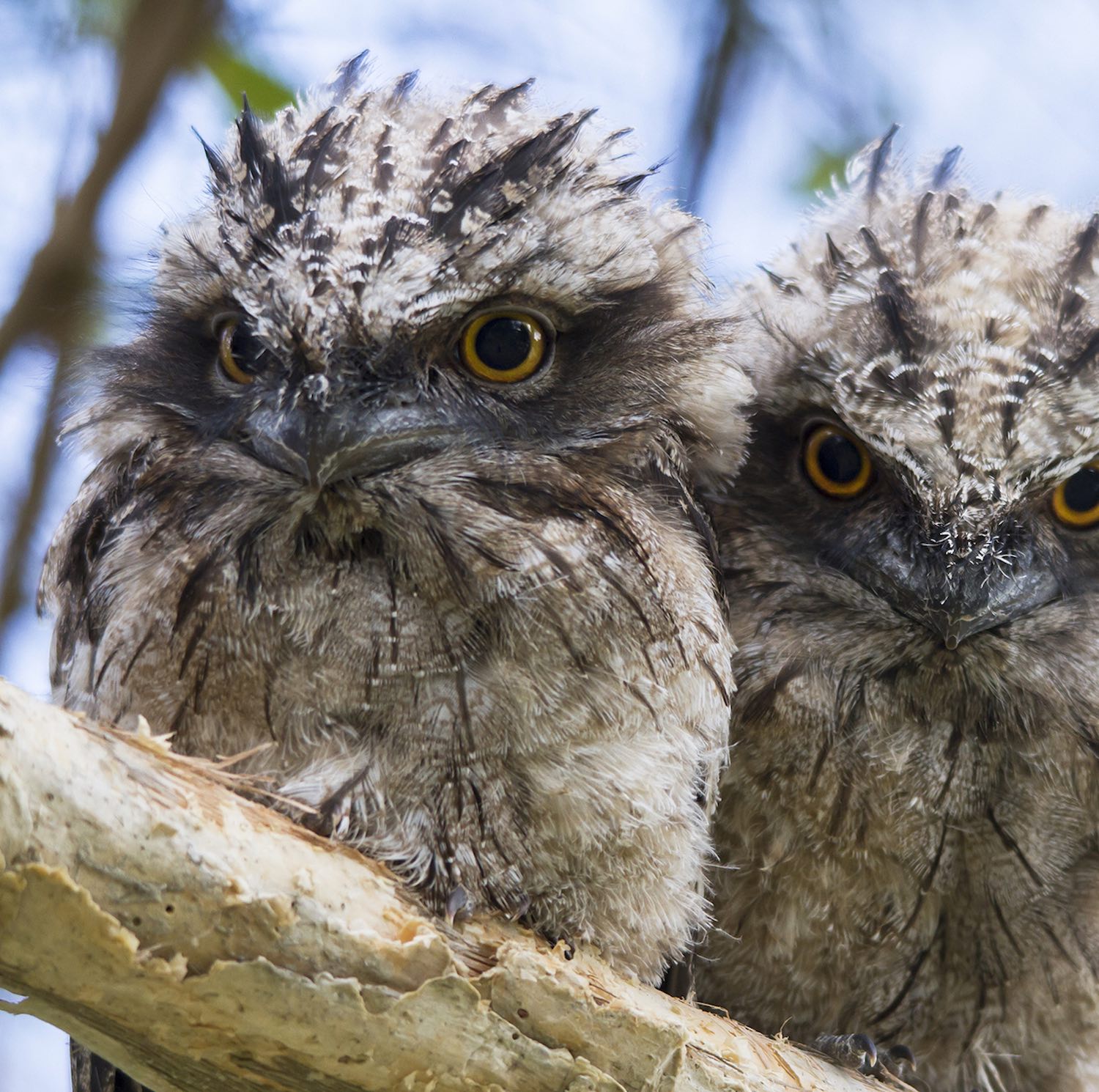 Brunswick Valley Landscare Land For Wildlife 1 2