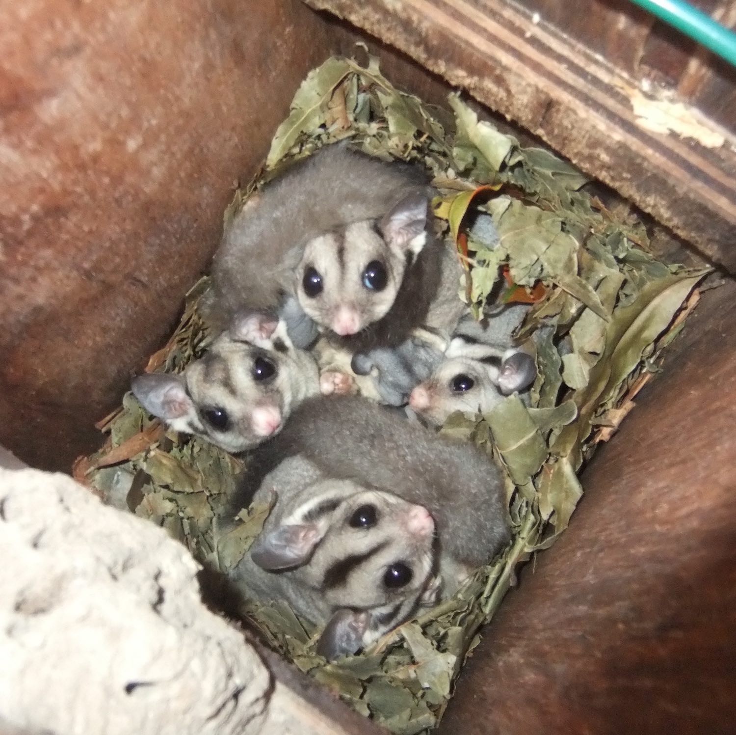 Brunswick Valley Landscare Land For Wildlife 2 1