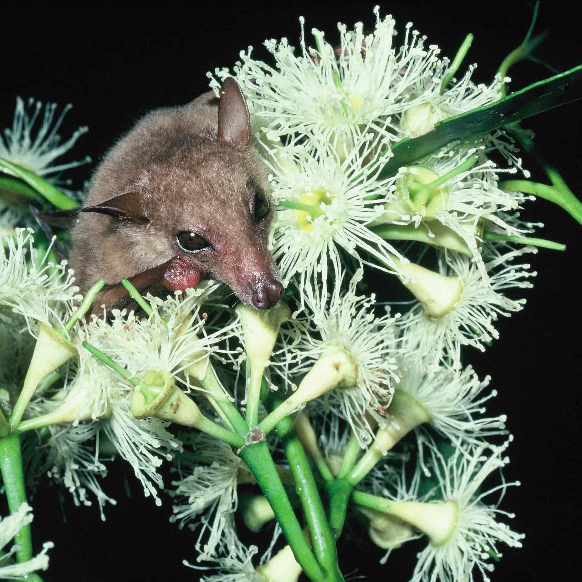 Brunswick Valley Landscare Land For Wildlife 3 1