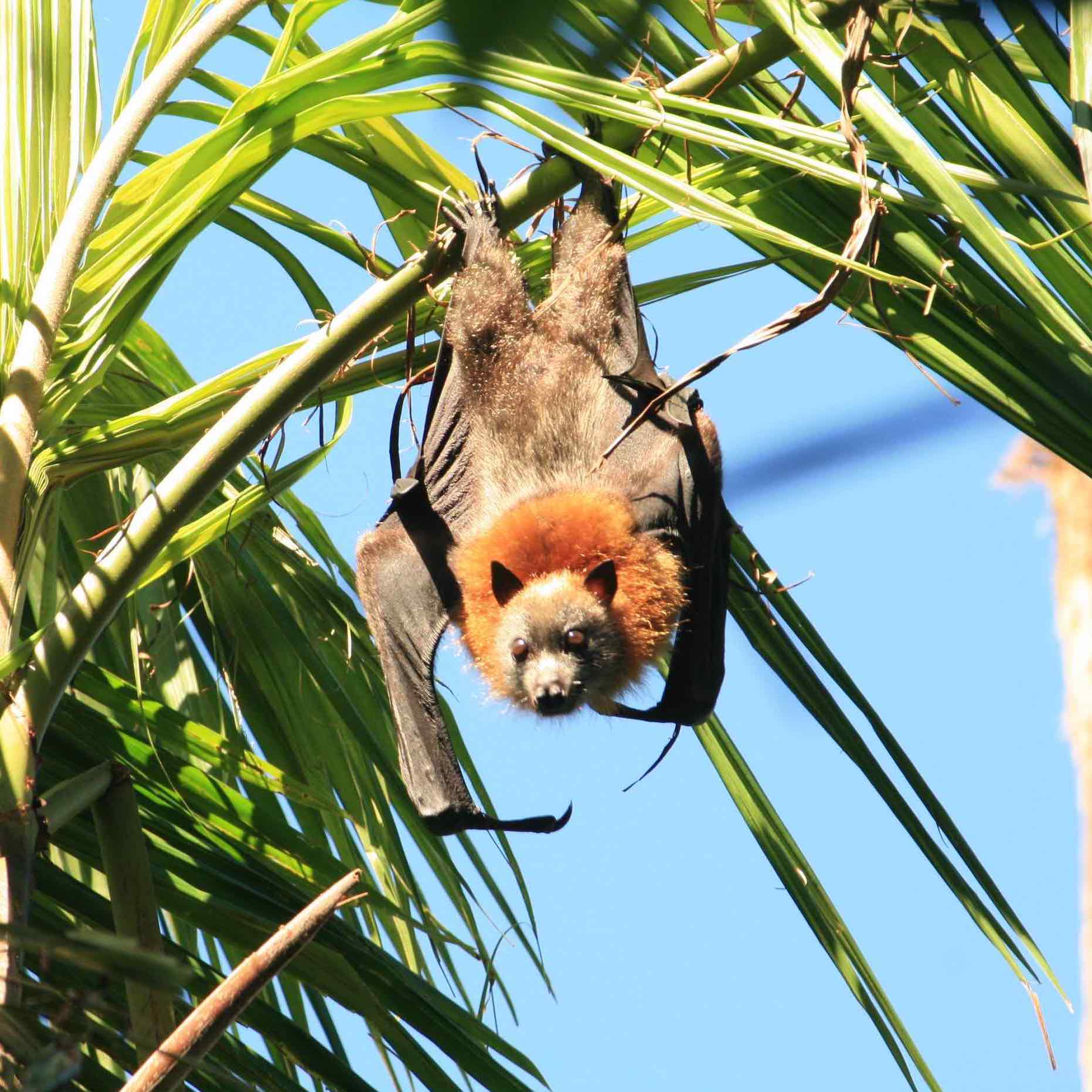 Brunswick Valley Landscare Land For Wildlife 4 1