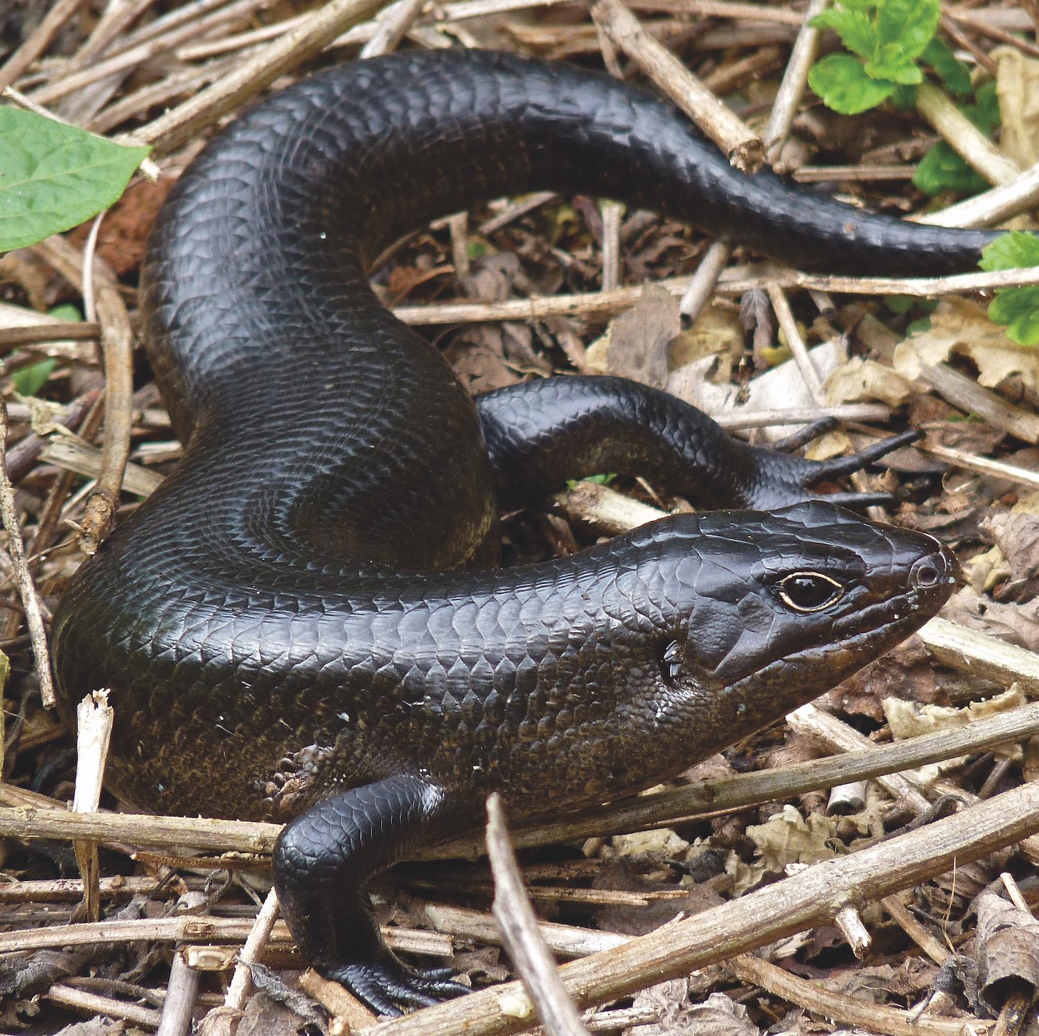 Brunswick Valley Landscare Land For Wildlife 4 2