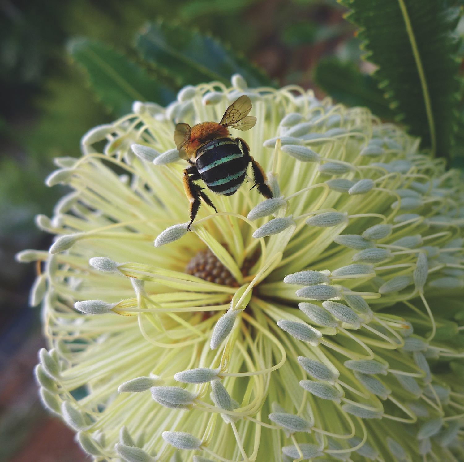 Brunswick Valley Landscare Land For Wildlife 5