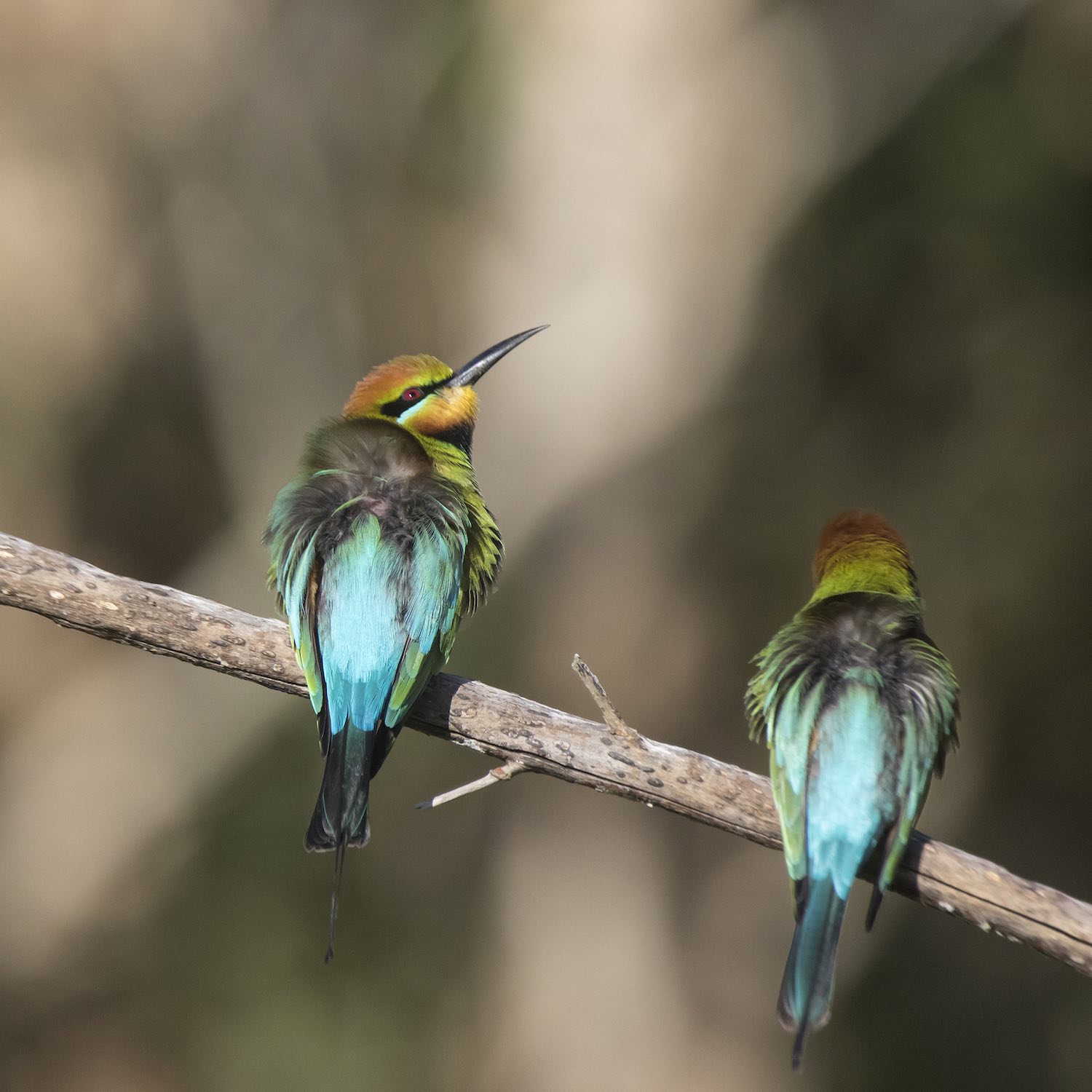 Brunswick Valley Landscare Land For Wildlife 7