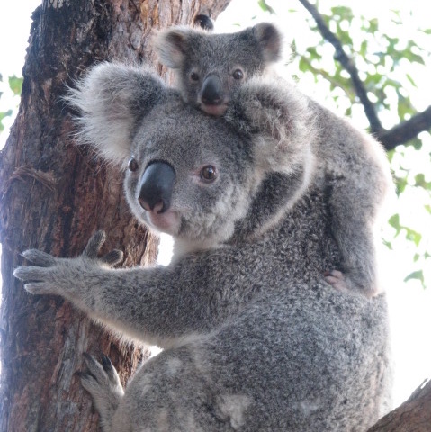 Koala credit M Bingham